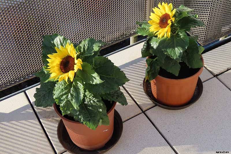 Here Comes the Sun: 15 Popular Sunflower Varieties
