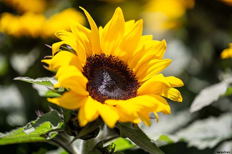 Here Comes the Sun: 15 Popular Sunflower Varieties