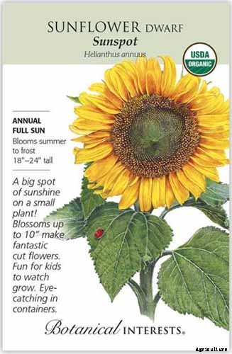 Here Comes the Sun: 15 Popular Sunflower Varieties