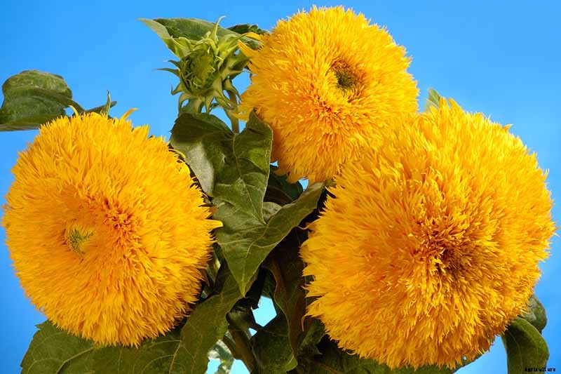 Here Comes the Sun: 15 Popular Sunflower Varieties