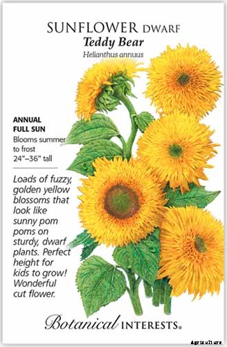 Here Comes the Sun: 15 Popular Sunflower Varieties