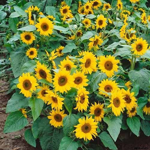 Here Comes the Sun: 15 Popular Sunflower Varieties