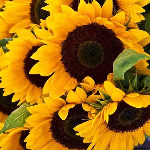 Here Comes the Sun: 15 Popular Sunflower Varieties