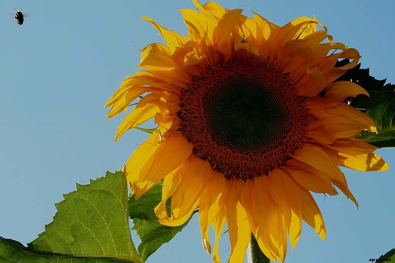 Here Comes the Sun: 15 Popular Sunflower Varieties