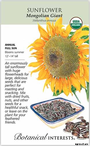 Here Comes the Sun: 15 Popular Sunflower Varieties