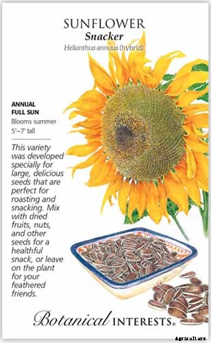 Here Comes the Sun: 15 Popular Sunflower Varieties