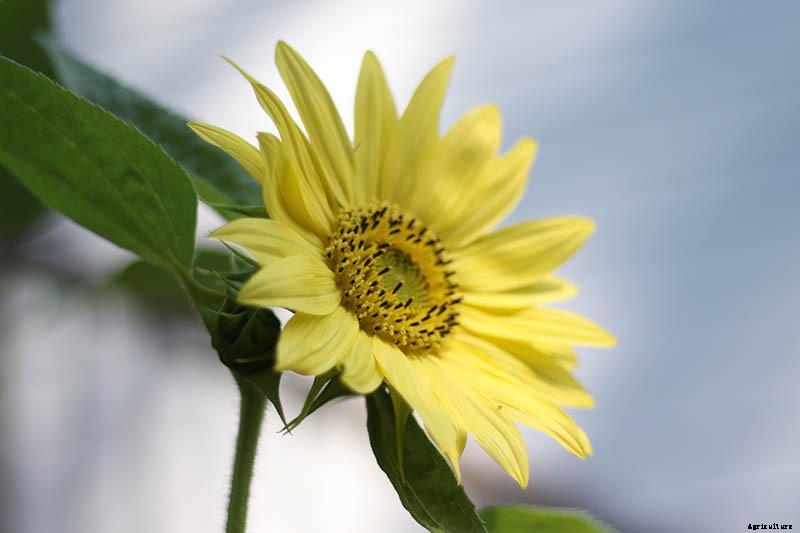 Here Comes the Sun: 15 Popular Sunflower Varieties