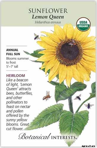 Here Comes the Sun: 15 Popular Sunflower Varieties