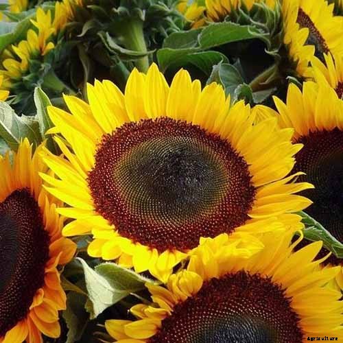 Here Comes the Sun: 15 Popular Sunflower Varieties