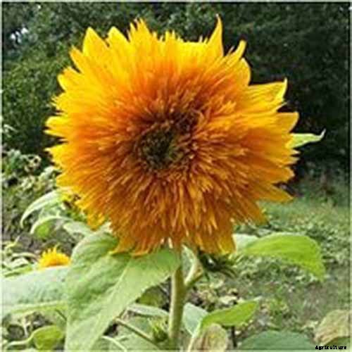 Here Comes the Sun: 15 Popular Sunflower Varieties