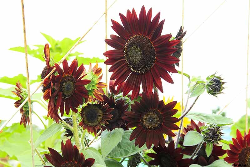 Here Comes the Sun: 15 Popular Sunflower Varieties
