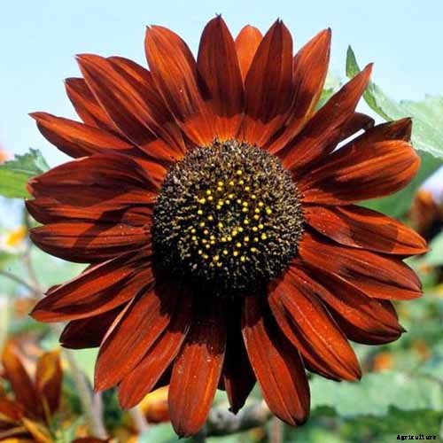 Here Comes the Sun: 15 Popular Sunflower Varieties