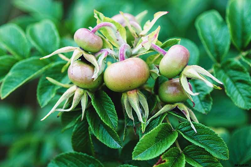 How to Collect and Save Rose Seeds for Planting