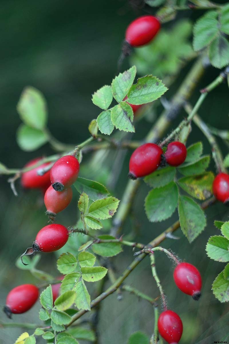 How to Collect and Save Rose Seeds for Planting