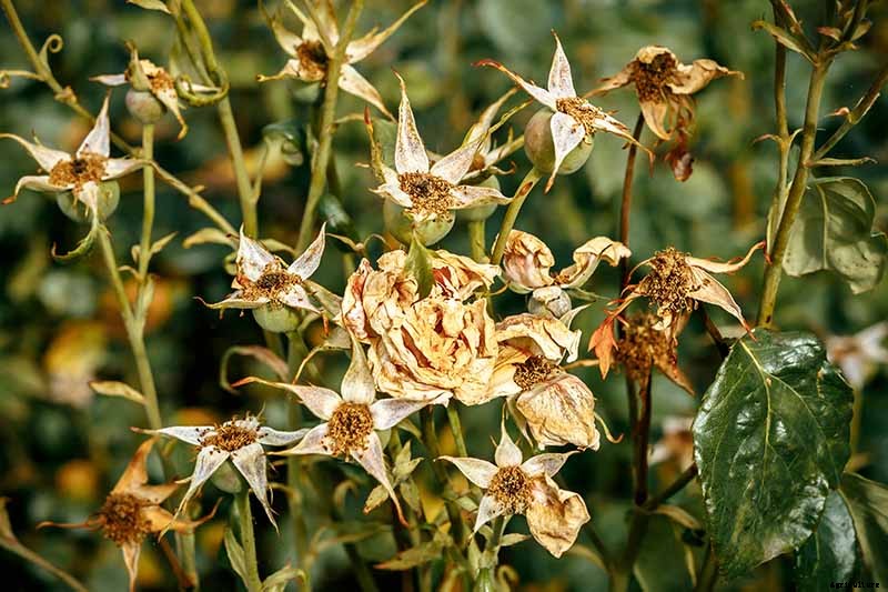 How to Collect and Save Rose Seeds for Planting