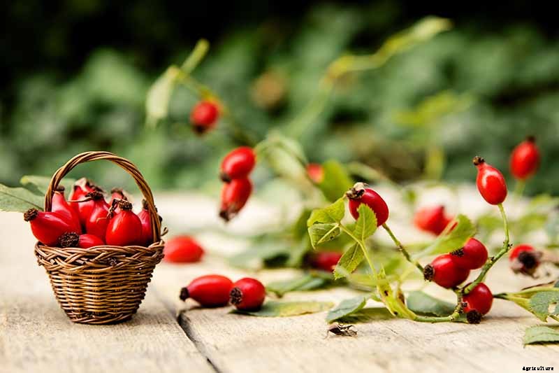 How to Collect and Save Rose Seeds for Planting