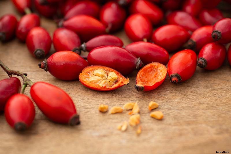 How to Collect and Save Rose Seeds for Planting