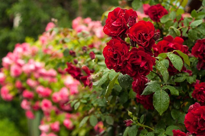 How to Collect and Save Rose Seeds for Planting
