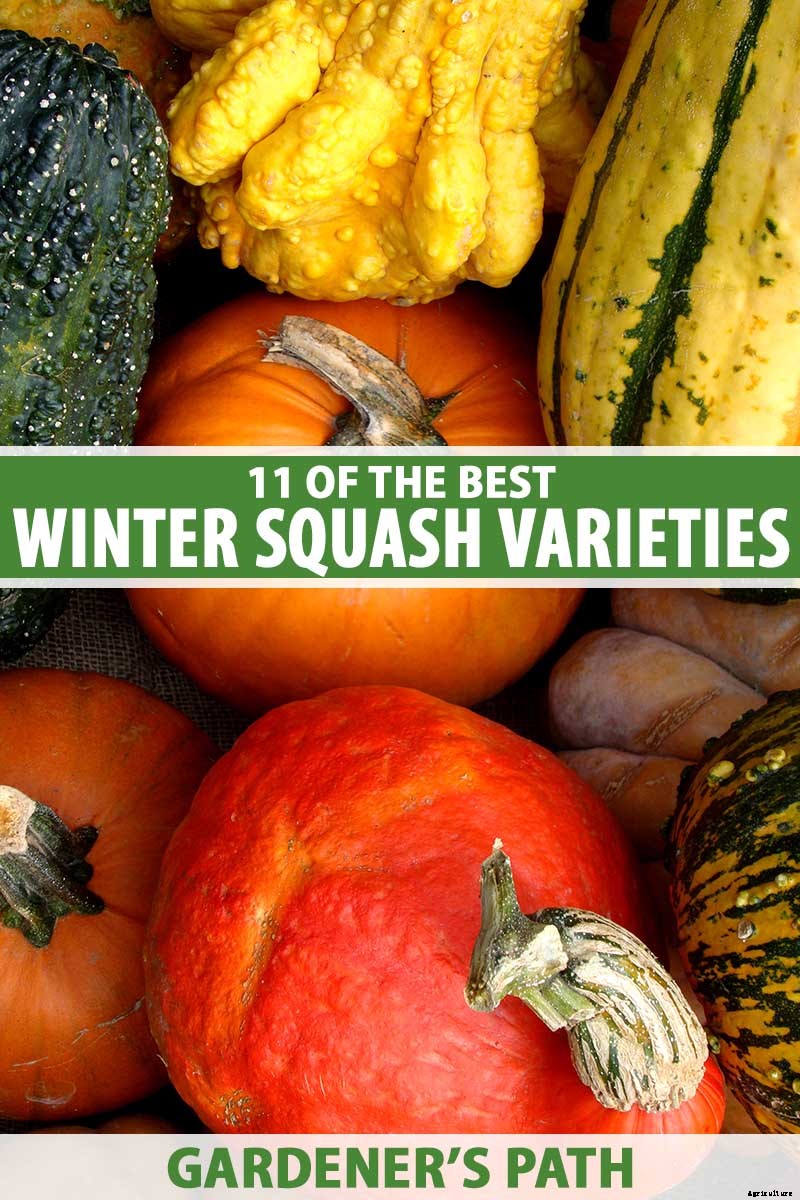 11 of the Best Winter Squash Varieties