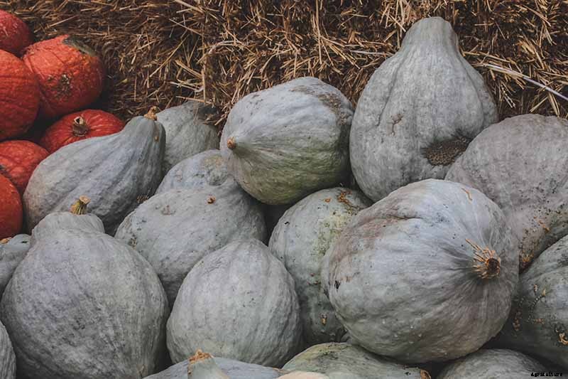 11 of the Best Winter Squash Varieties