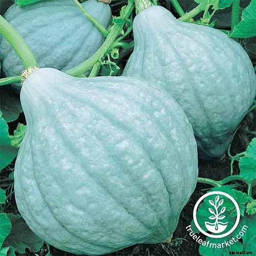 11 of the Best Winter Squash Varieties