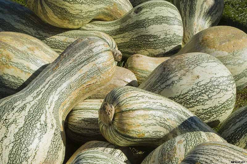 11 of the Best Winter Squash Varieties