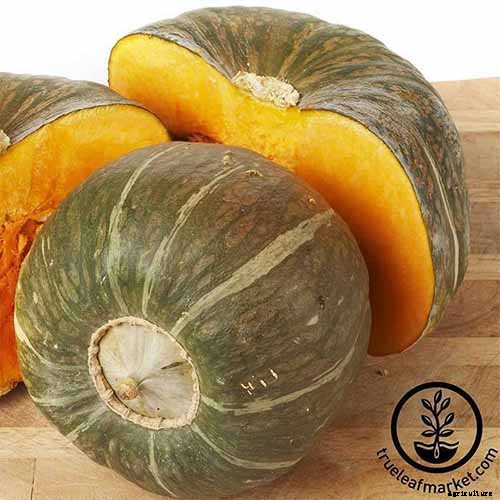 11 of the Best Winter Squash Varieties