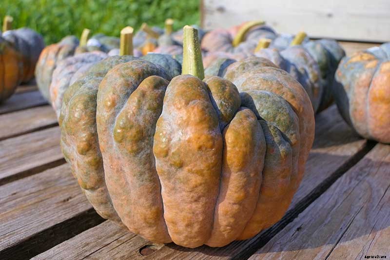 11 of the Best Winter Squash Varieties