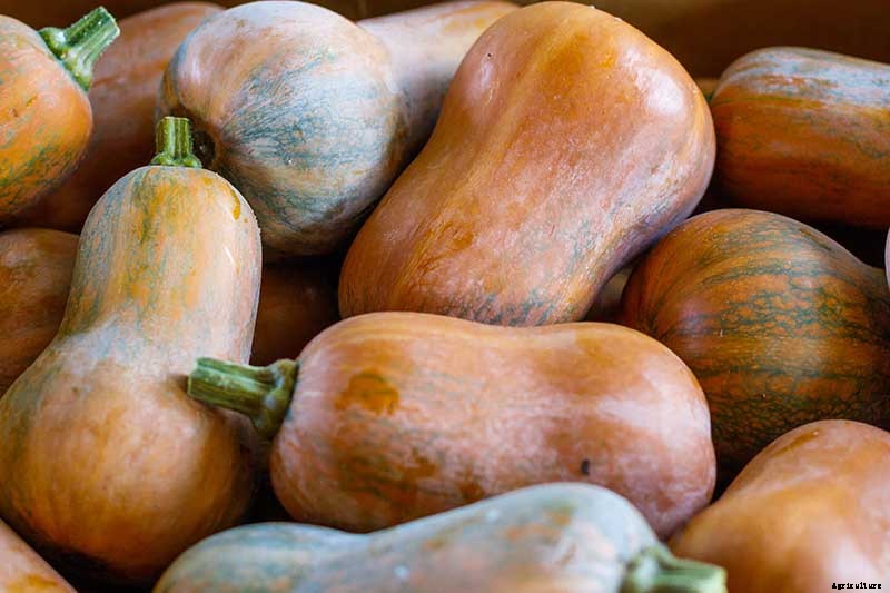 11 of the Best Winter Squash Varieties