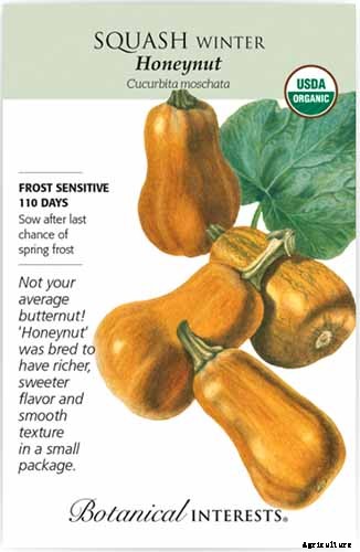 11 of the Best Winter Squash Varieties