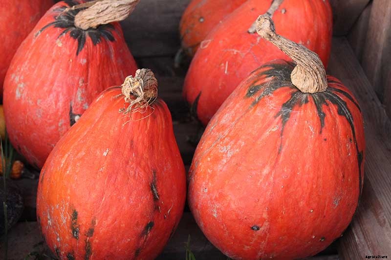 11 of the Best Winter Squash Varieties