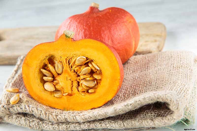 11 of the Best Winter Squash Varieties