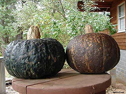 11 of the Best Winter Squash Varieties