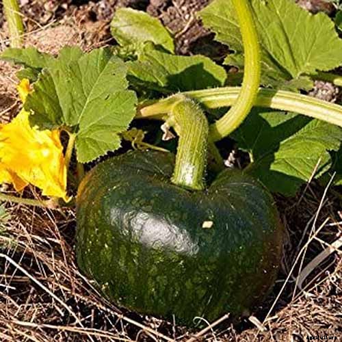 11 of the Best Winter Squash Varieties