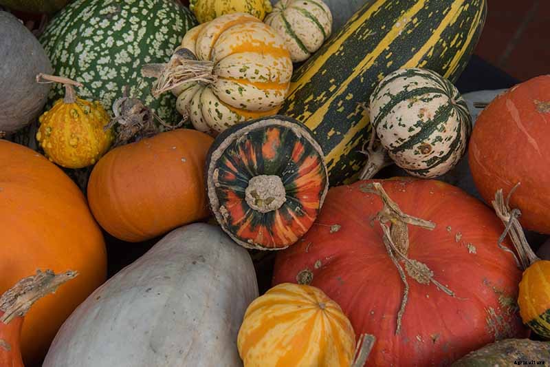 11 of the Best Winter Squash Varieties