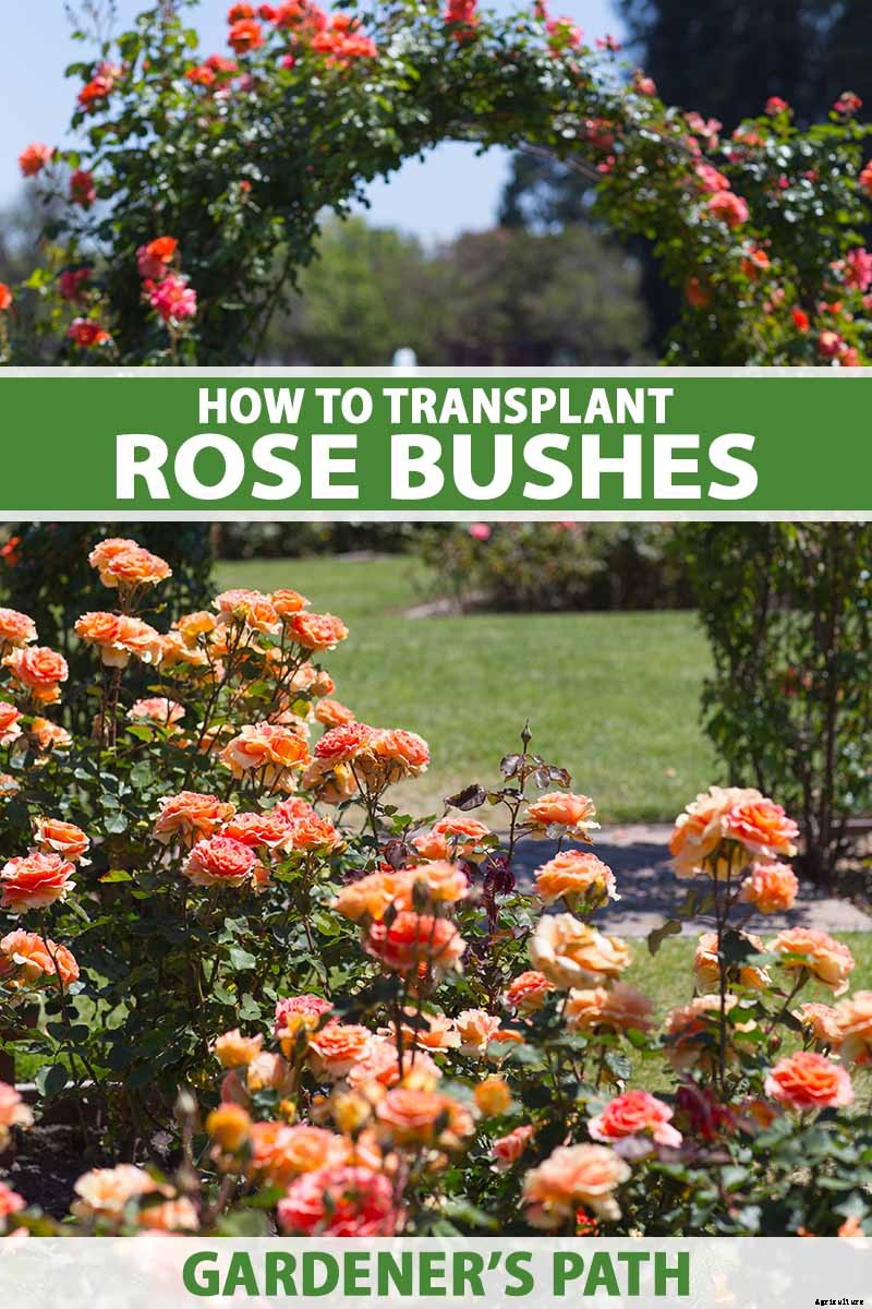 How to Transplant Rose Bushes
