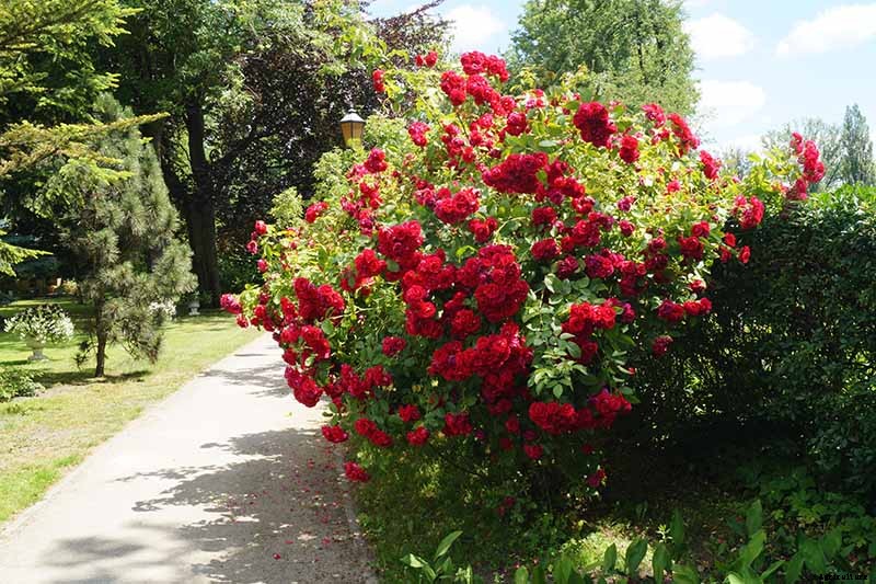 How to Transplant Rose Bushes