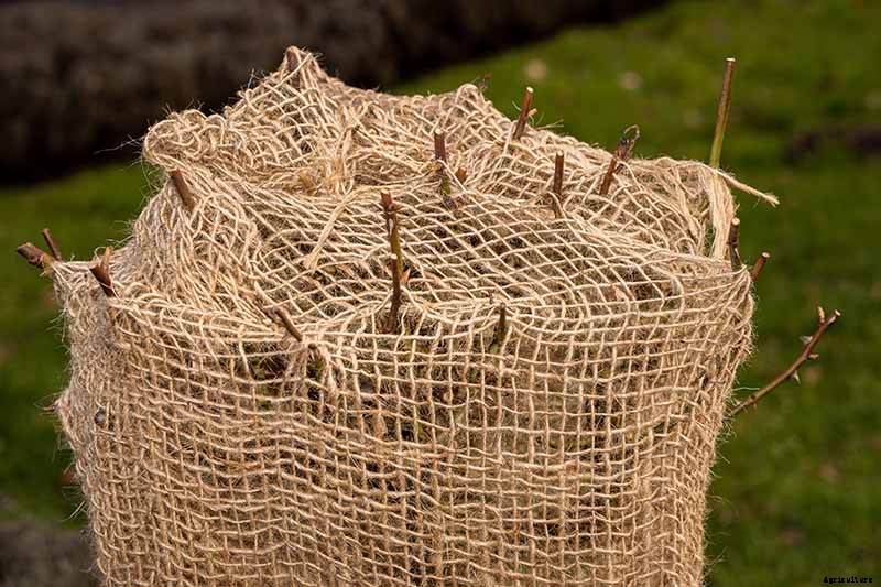 How to Transplant Rose Bushes