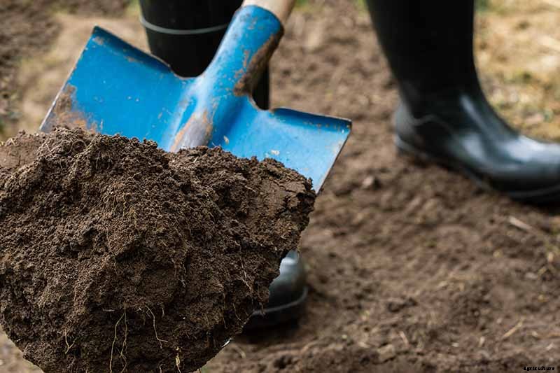 How to Transplant Rose Bushes