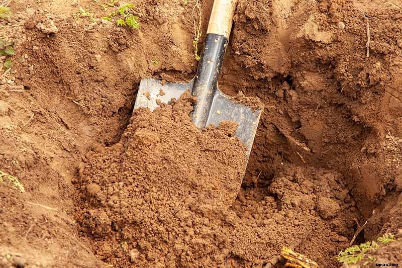 How to Transplant Rose Bushes