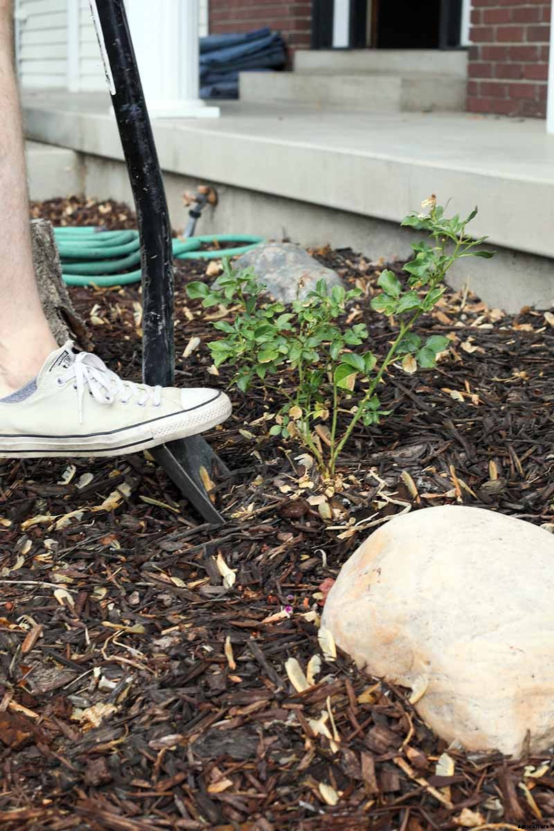 How to Transplant Rose Bushes