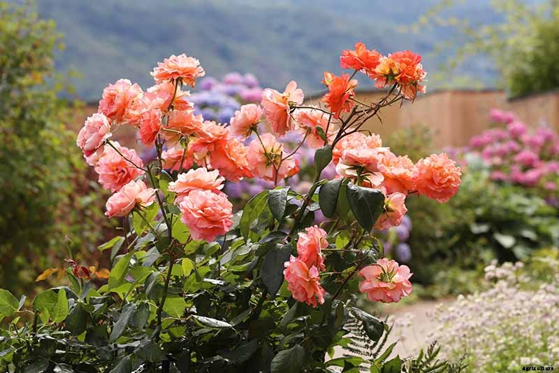 How to Transplant Rose Bushes