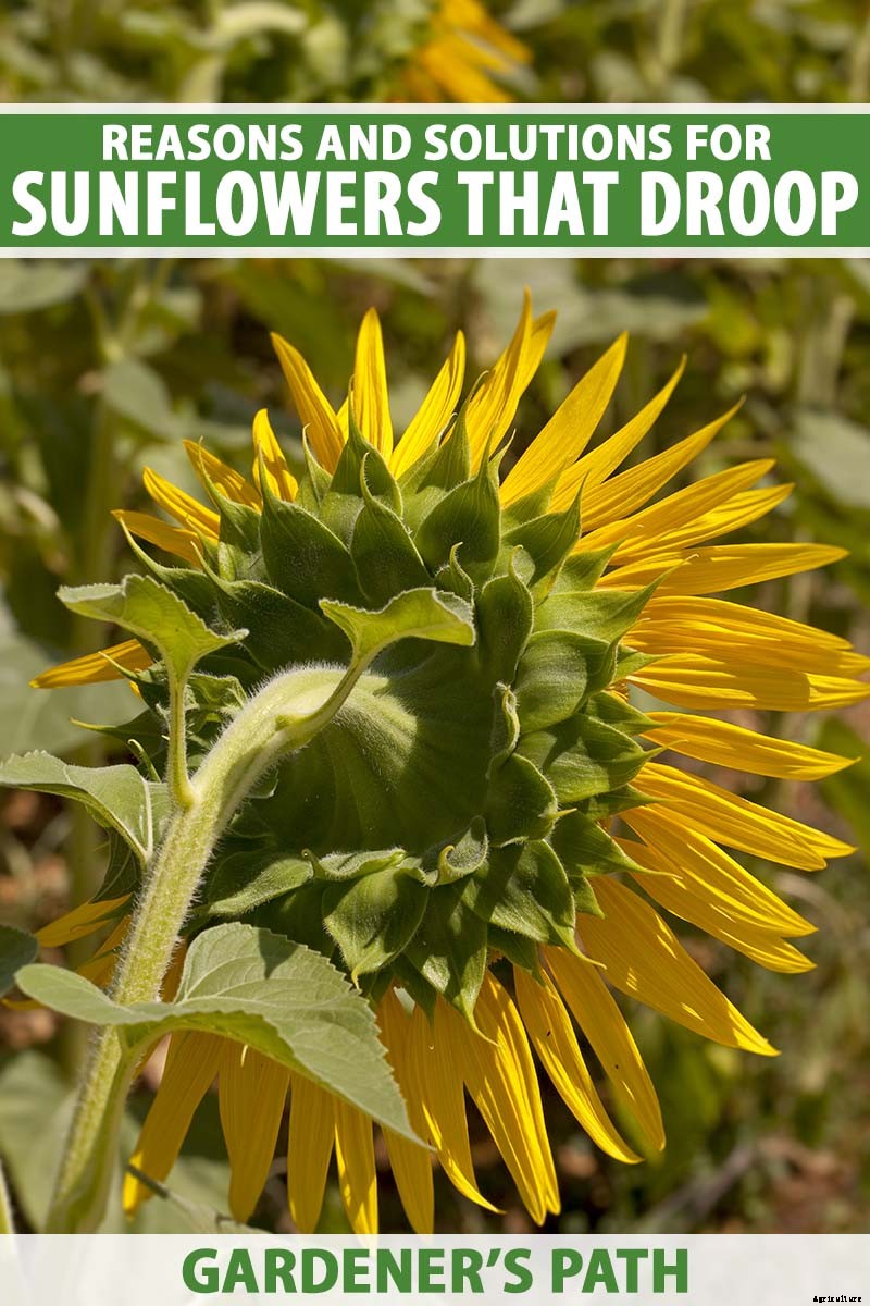 Cheer Up! Solutions for Sunflowers That Droop