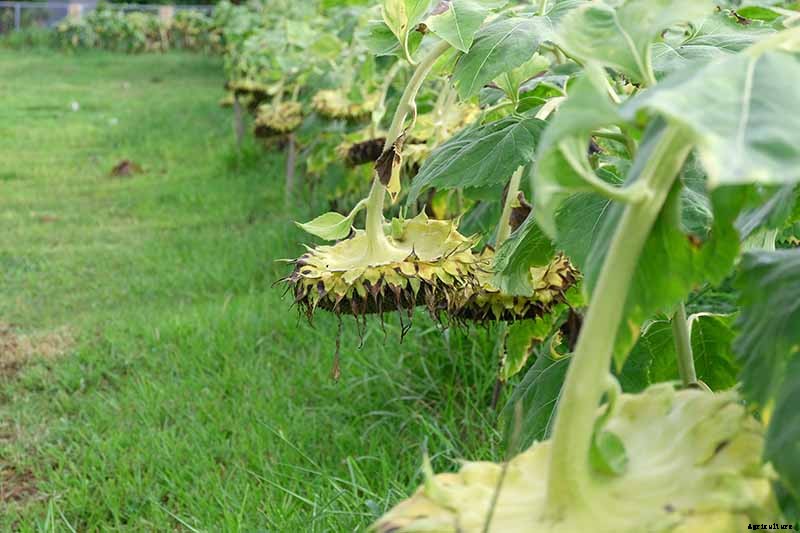 Cheer Up! Solutions for Sunflowers That Droop