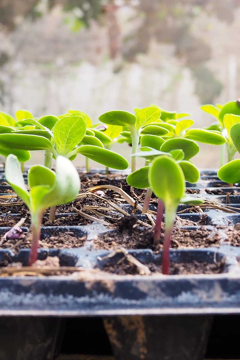 Cheer Up! Solutions for Sunflowers That Droop