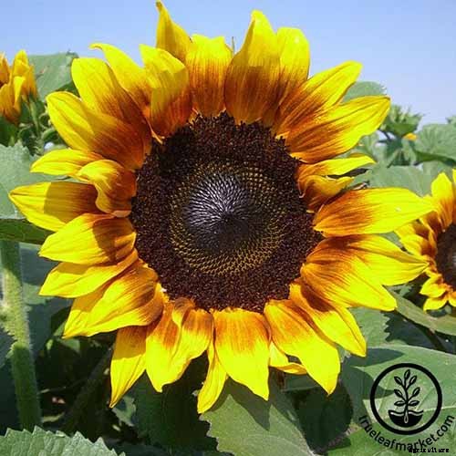 Cheer Up! Solutions for Sunflowers That Droop