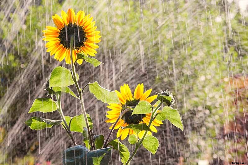Cheer Up! Solutions for Sunflowers That Droop