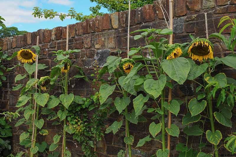 Cheer Up! Solutions for Sunflowers That Droop