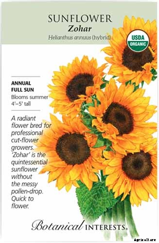 Cheer Up! Solutions for Sunflowers That Droop