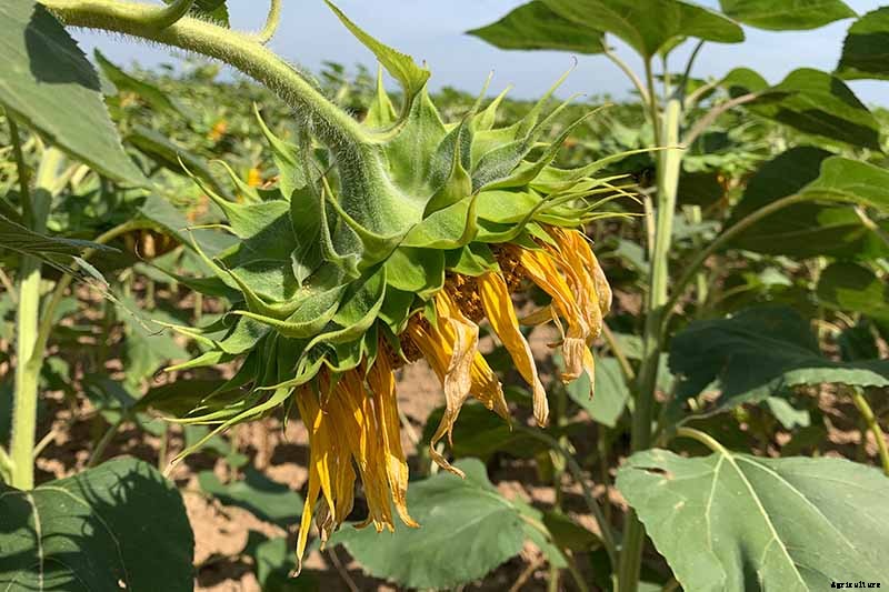 Cheer Up! Solutions for Sunflowers That Droop